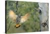 Canada, British Columbia. Northern Flicker flies to nest hole in aspen tree.-Gary Luhm-Stretched Canvas