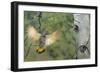 Canada, British Columbia. Northern Flicker flies to nest hole in aspen tree.-Gary Luhm-Framed Premium Photographic Print