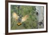 Canada, British Columbia. Northern Flicker flies to nest hole in aspen tree.-Gary Luhm-Framed Photographic Print