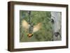 Canada, British Columbia. Northern Flicker flies to nest hole in aspen tree.-Gary Luhm-Framed Photographic Print