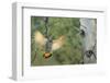 Canada, British Columbia. Northern Flicker flies to nest hole in aspen tree.-Gary Luhm-Framed Photographic Print