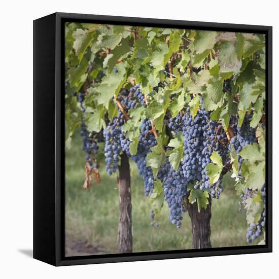 Canada, British Columbia, Osoyoos. View of purple grapes in vineyards.-Don Paulson-Framed Stretched Canvas