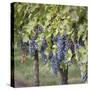 Canada, British Columbia, Osoyoos. View of purple grapes in vineyards.-Don Paulson-Stretched Canvas