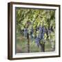 Canada, British Columbia, Osoyoos. View of purple grapes in vineyards.-Don Paulson-Framed Photographic Print