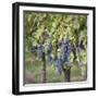 Canada, British Columbia, Osoyoos. View of purple grapes in vineyards.-Don Paulson-Framed Photographic Print