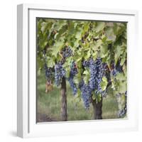 Canada, British Columbia, Osoyoos. View of purple grapes in vineyards.-Don Paulson-Framed Photographic Print