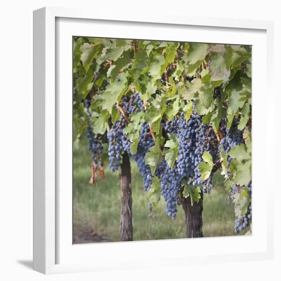 Canada, British Columbia, Osoyoos. View of purple grapes in vineyards.-Don Paulson-Framed Photographic Print