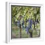 Canada, British Columbia, Osoyoos. View of purple grapes in vineyards.-Don Paulson-Framed Photographic Print