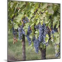 Canada, British Columbia, Osoyoos. View of purple grapes in vineyards.-Don Paulson-Mounted Photographic Print