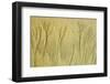 Canada, British Columbia, Pacific Rim Sand Patterns on a Beach-Jaynes Gallery-Framed Photographic Print