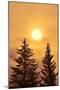 Canada, British Columbia, Prudhomme Lake Provincial Park. Evergreen trees in foggy sunrise.-Jaynes Gallery-Mounted Photographic Print