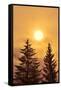 Canada, British Columbia, Prudhomme Lake Provincial Park. Evergreen trees in foggy sunrise.-Jaynes Gallery-Framed Stretched Canvas