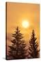 Canada, British Columbia, Prudhomme Lake Provincial Park. Evergreen trees in foggy sunrise.-Jaynes Gallery-Stretched Canvas