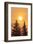 Canada, British Columbia, Prudhomme Lake Provincial Park. Evergreen trees in foggy sunrise.-Jaynes Gallery-Framed Photographic Print