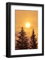 Canada, British Columbia, Prudhomme Lake Provincial Park. Evergreen trees in foggy sunrise.-Jaynes Gallery-Framed Photographic Print