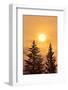 Canada, British Columbia, Prudhomme Lake Provincial Park. Evergreen trees in foggy sunrise.-Jaynes Gallery-Framed Photographic Print