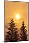 Canada, British Columbia, Prudhomme Lake Provincial Park. Evergreen trees in foggy sunrise.-Jaynes Gallery-Mounted Photographic Print