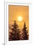 Canada, British Columbia, Prudhomme Lake Provincial Park. Evergreen trees in foggy sunrise.-Jaynes Gallery-Framed Photographic Print