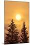 Canada, British Columbia, Prudhomme Lake Provincial Park. Evergreen trees in foggy sunrise.-Jaynes Gallery-Mounted Photographic Print