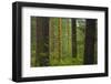 Canada, British Columbia. Rainforest in Carmanah-Walbran Provincial Park.-Jaynes Gallery-Framed Photographic Print