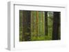 Canada, British Columbia. Rainforest in Carmanah-Walbran Provincial Park.-Jaynes Gallery-Framed Photographic Print