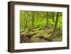 Canada, British Columbia. Rainforest in Cliff Gilker Park.-Jaynes Gallery-Framed Photographic Print