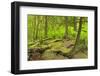 Canada, British Columbia. Rainforest in Cliff Gilker Park.-Jaynes Gallery-Framed Photographic Print