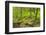 Canada, British Columbia. Rainforest in Cliff Gilker Park.-Jaynes Gallery-Framed Photographic Print