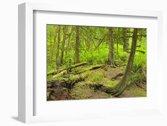 Canada, British Columbia. Rainforest in Cliff Gilker Park.-Jaynes Gallery-Framed Photographic Print