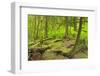 Canada, British Columbia. Rainforest in Cliff Gilker Park.-Jaynes Gallery-Framed Photographic Print