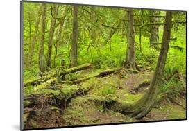 Canada, British Columbia. Rainforest in Cliff Gilker Park.-Jaynes Gallery-Mounted Photographic Print