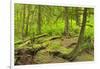 Canada, British Columbia. Rainforest in Cliff Gilker Park.-Jaynes Gallery-Framed Photographic Print