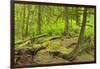 Canada, British Columbia. Rainforest in Cliff Gilker Park.-Jaynes Gallery-Framed Photographic Print