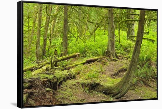 Canada, British Columbia. Rainforest in Cliff Gilker Park.-Jaynes Gallery-Framed Stretched Canvas