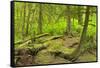 Canada, British Columbia. Rainforest in Cliff Gilker Park.-Jaynes Gallery-Framed Stretched Canvas