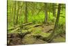 Canada, British Columbia. Rainforest in Cliff Gilker Park.-Jaynes Gallery-Stretched Canvas