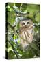 Canada, British Columbia, Reifel Migratory Bird Sanctuary. Northern saw-whet owl in holly bush.-Yuri Choufour-Stretched Canvas