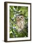 Canada, British Columbia, Reifel Migratory Bird Sanctuary. Northern saw-whet owl in holly bush.-Yuri Choufour-Framed Photographic Print