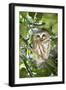 Canada, British Columbia, Reifel Migratory Bird Sanctuary. Northern saw-whet owl in holly bush.-Yuri Choufour-Framed Photographic Print