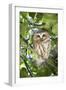 Canada, British Columbia, Reifel Migratory Bird Sanctuary. Northern saw-whet owl in holly bush.-Yuri Choufour-Framed Photographic Print