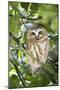 Canada, British Columbia, Reifel Migratory Bird Sanctuary. Northern saw-whet owl in holly bush.-Yuri Choufour-Mounted Photographic Print