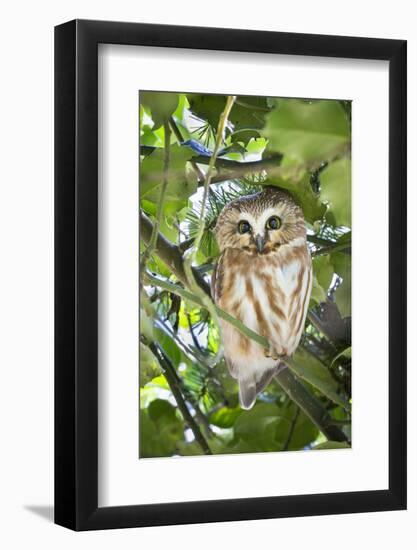 Canada, British Columbia, Reifel Migratory Bird Sanctuary. Northern saw-whet owl in holly bush.-Yuri Choufour-Framed Photographic Print