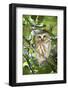 Canada, British Columbia, Reifel Migratory Bird Sanctuary. Northern saw-whet owl in holly bush.-Yuri Choufour-Framed Photographic Print