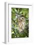 Canada, British Columbia, Reifel Migratory Bird Sanctuary. Northern saw-whet owl in holly bush.-Yuri Choufour-Framed Photographic Print