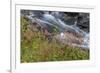 Canada, British Columbia, Selkirk Mountains. Leatherleaf saxifrage flowers and cascading stream.-Jaynes Gallery-Framed Photographic Print