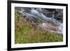 Canada, British Columbia, Selkirk Mountains. Leatherleaf saxifrage flowers and cascading stream.-Jaynes Gallery-Framed Photographic Print