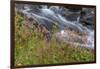 Canada, British Columbia, Selkirk Mountains. Leatherleaf saxifrage flowers and cascading stream.-Jaynes Gallery-Framed Photographic Print