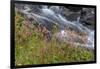 Canada, British Columbia, Selkirk Mountains. Leatherleaf saxifrage flowers and cascading stream.-Jaynes Gallery-Framed Photographic Print