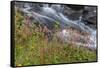 Canada, British Columbia, Selkirk Mountains. Leatherleaf saxifrage flowers and cascading stream.-Jaynes Gallery-Framed Stretched Canvas