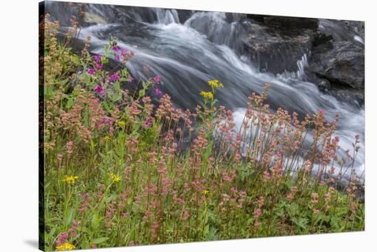 Canada, British Columbia, Selkirk Mountains. Leatherleaf saxifrage flowers and cascading stream.-Jaynes Gallery-Stretched Canvas